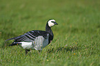 barnacle goose