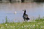 barnacle goose