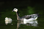 barnacle geese