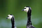 barnacle geese