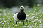 barnacle goose