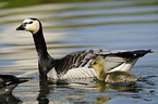 barnacle goose