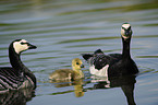 barnacle geese