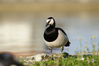 barnacle goose