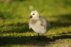 barnacle goose chick