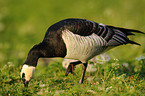 barnacle goose