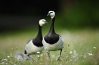 barnacle geese