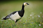 barnacle goose