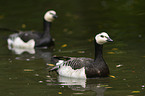 barnacle geese