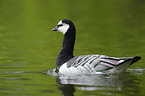 barnacle goose