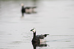 barnacle goose