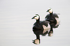 barnacle geese