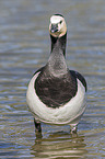 barnacle goose