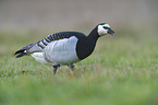 barnacle goose