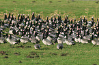 barnacle geese