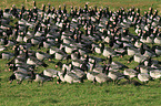 barnacle geese