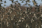 barnacle geese