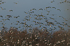 barnacle geese