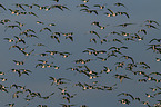 barnacle geese