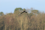 barnacle geese