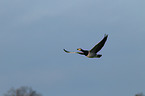 barnacle geese