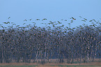 barnacle geese