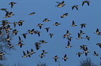 barnacle geese