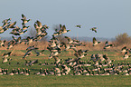 barnacle geese