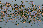 barnacle geese