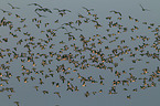 barnacle geese