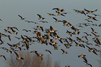 barnacle geese