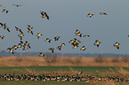 barnacle geese