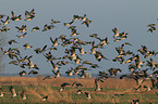 barnacle geese