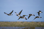 flying Barnacle Geese