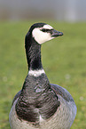 barnacle goose