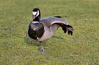 barnacle goose