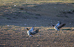 barnacle geese