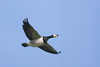 barnacle goose