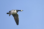 barnacle goose