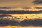 barnacle goose