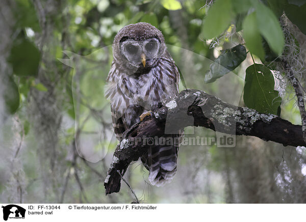 barred owl / FF-13044