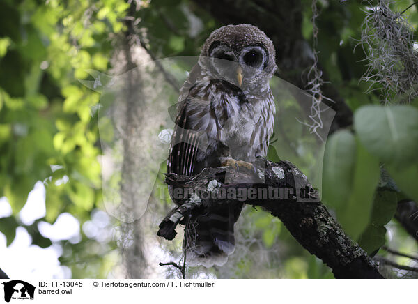 barred owl / FF-13045