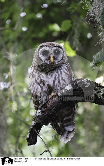 barred owl / FF-13047