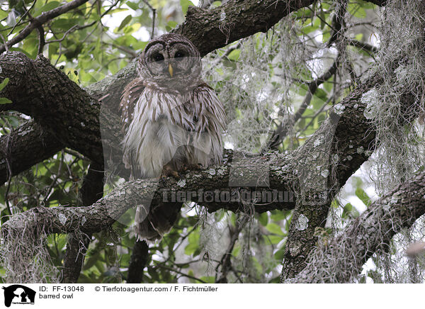 barred owl / FF-13048