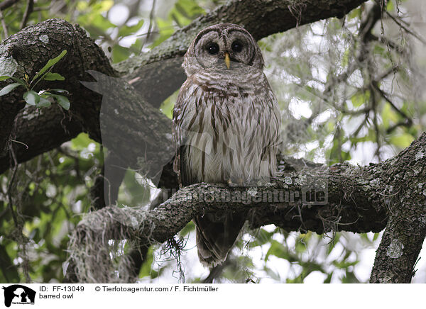 Streifenkauz / barred owl / FF-13049