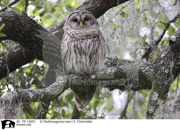 barred owl / FF-13051