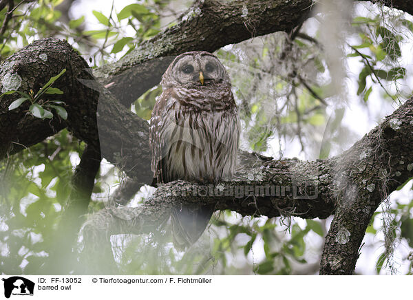 Streifenkauz / barred owl / FF-13052