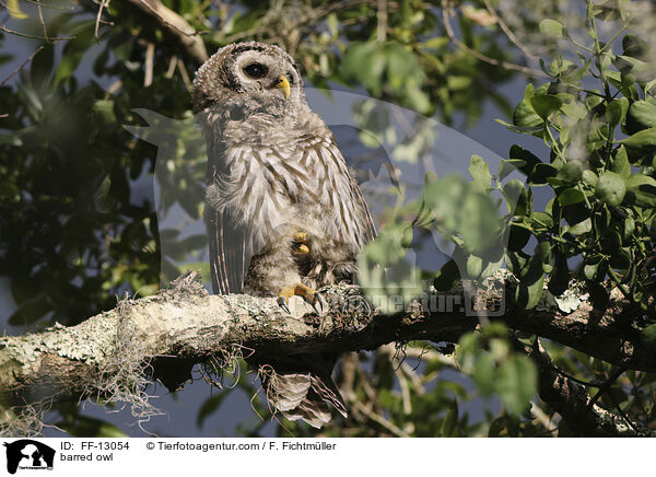 barred owl / FF-13054