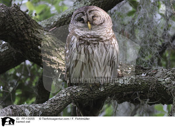 barred owl / FF-13055