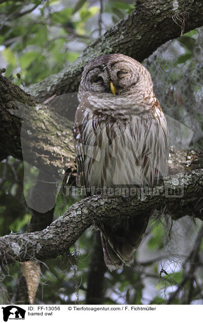 Streifenkauz / barred owl / FF-13056